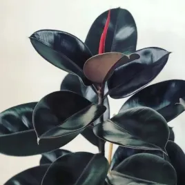 fikus-czarnolistny-abidjan-ficus-zjawiskowy-sprezy