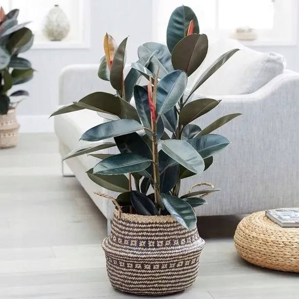 ficus-elastica-fikus-elastika-robusta-ladny-roslina-w-postaci-sadzonka-w-pojemniku-05-1l