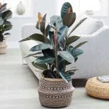 ficus-elastica-fikus-elastika-robusta-ladny-roslina-w-postaci-sadzonka-w-pojemniku-05-1l
