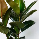 ficus-elastica-fikus-elastika-robusta-ladny-kod-producenta-fikus-elastica-zielony