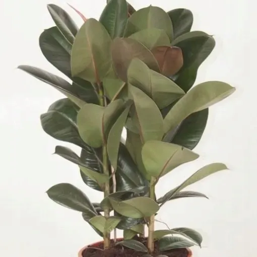 ficus-elastica-fikus-elastika-robusta-ladny-odmiana-brak-informacji