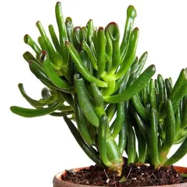 crassula-ovata-gollum-hobbit-grubosz-uszy-shreka