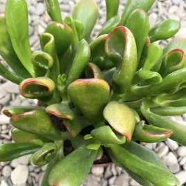 crassula-ovata-red-horn-tree-drzewko-kolorowe