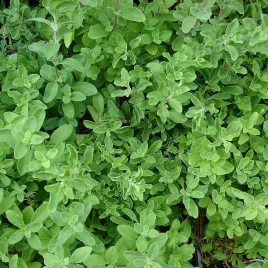 majeranek-nasiona-toraf-1g