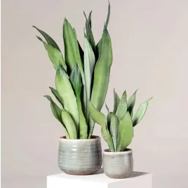 sansewieria-moonshine-sansevieria-ladna-wezownica