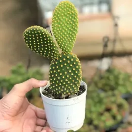 opuncja-opuntia-microdasys-albata-bunny-krolicze-uszy-kaktus