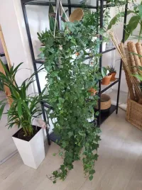 piekny-duzy-bluszcz-zielony-hederahelix-pittsburgh