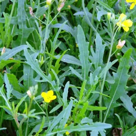 rukola-dzika-wieloletnia-nasiona-toraf-1g