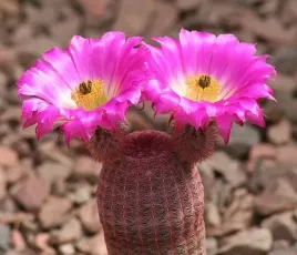 echinocereus-pectinatus-var-rubispinus-teczowy-kaktus-rozowy