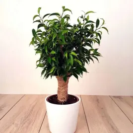 fikus-benjamin-natasja-figowiec-benjamina-z-juta-ficus