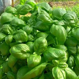 szpinak-zimowy-olbrzym-nasiona-toraf-10g