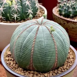 euphorbia-obesa-wilczomlecz-opasly