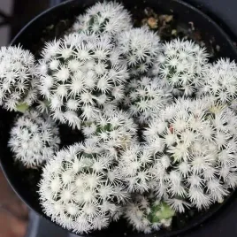 mammillaria-arizona-snowcap-sniezna-kula-unikalny-kaktus