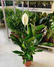 bardzo-duzy-skrzydlokwiat-spathiphyllum-xxl-piekny-oczyszcza-powietrze