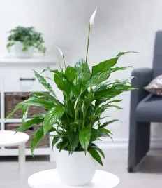 piekny-duzy-skrzydlokwiat-kwitnie-caly-rok-oczyszcza-powietrze