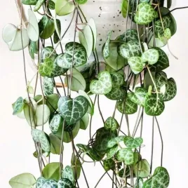 ceropegia-woodii-zwisajace-liscie-w-ksztalci-serc