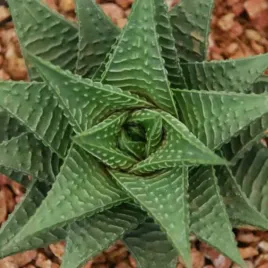 haworthia-limifolia-ciemno-zielona-haworsja