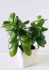 crassula-ovata-drzewko-szczescia-grubosz-zielony
