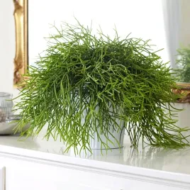 rhipsalis-cassutha-piekny-patyczak-zwisajacy