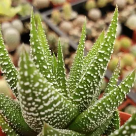 haworthia-fasciata-concolor-oszroniona-haworsja