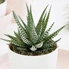 haworthia-fasciata-big-band-zebra-haworsja