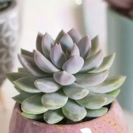 echeveria-estrela-urocza-eszeweria-blekitno-biala