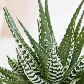 haworthia-fasciata-big-band-zebra-haworsja