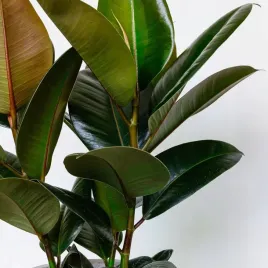 fikus-elastika-robusta-ficus-elastica-duzy-figowiec-sprezysty