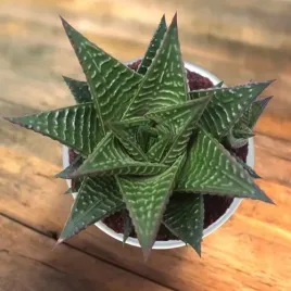haworthia-limifolia-ciemno-zielona-haworsja