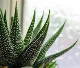 haworthia-fasciata-concolor-oszroniona-haworsja
