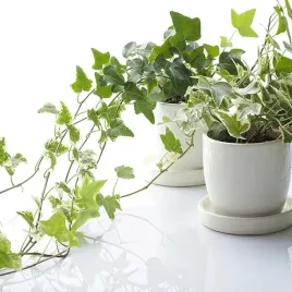 bluszcz-pospolity-white-ripple-las-w-sloiku-hedera