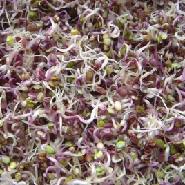 kapusta-czerwona-nasiona-na-kielki-toraf-10g