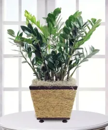 zamiokulkas-zamiolistny-zelazna-roslin-piekny-duzy