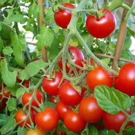 pomidor-koktajlowy-gartenperle-nasiona-toraf-03g