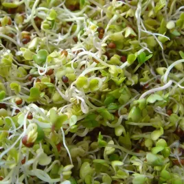 brokul-nasiona-na-kielki-toraf-10g