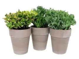 grubosz-crassula-ladny-zestaw-roslin-mix-3-szt