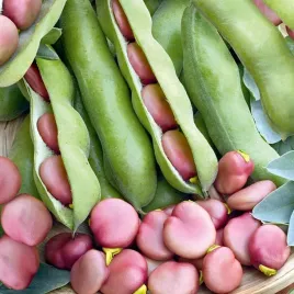 bob-srednio-wczesny-karmazyn-nasiona-toraf-30g