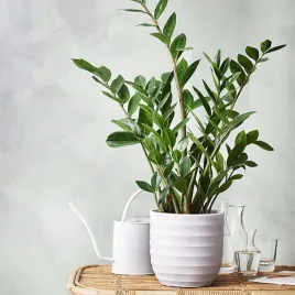 piekny-duzy-gesty-zamiokulkas-zamiolistny-zamioculcas-xl
