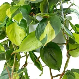 piekny-ozdobny-philodendron-scandens-brazil