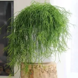 patyczak-rhipsalis-cassutha-efektowny-zwisajacy