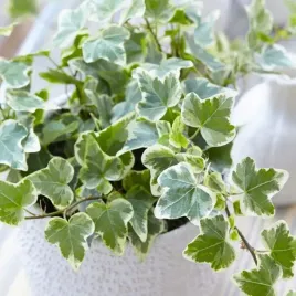 bluszcz-pospolity-jasnozielony-hedera-helix-white-ripple-las-w-sloiku