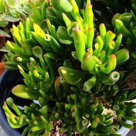 crassula-ovata-gollum-grubosz-drzewko-szczescia