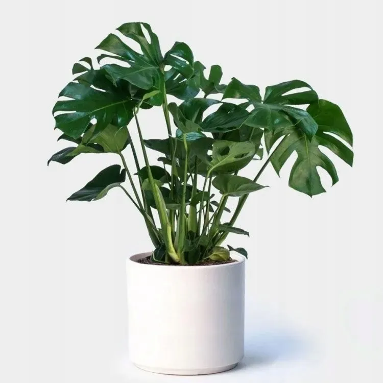 monstera münchen Monstera deliciosa 'Mint' Variegated (13cm Topf) — Ecuagenera Europe GmbH main image 1