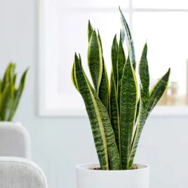 sansewieria-futura-superba-sansevieria-wezownica
