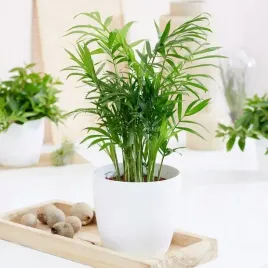 palma-chamaedorea-chamadora-koralowa-elegans