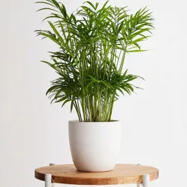 chamaedorea-elegans-chamedora-palma-koralowa