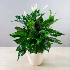 skrzydlokwiat-spathiphyllum-kwitnie-caly-rok-piekn