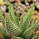 haworthia-fasciata-concolor-oszronion-las-w-sloiku