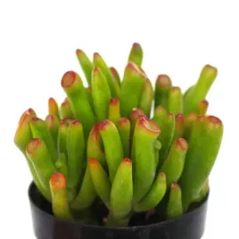 crassula-ovata-gollum-las-w-sloiku-uszy-shreka