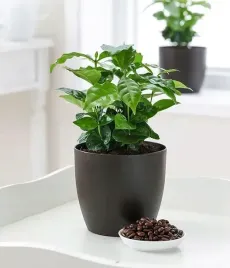 coffea-arabica-kawa-arabska-zielona-ozdoba-duza